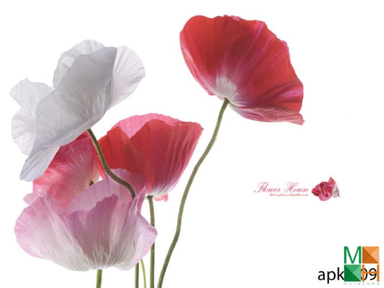 Tranh dán tường phòng bếp APK - 009