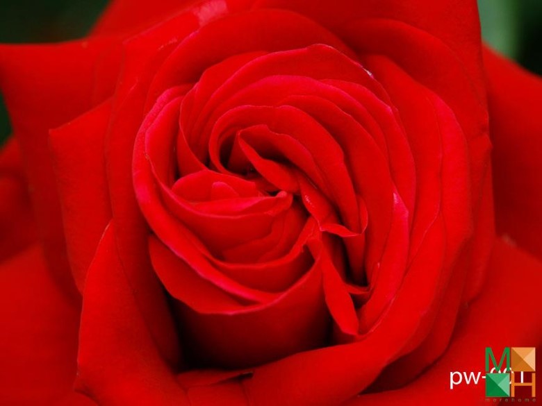 Tranh dán tường phòng bếp PW - 001