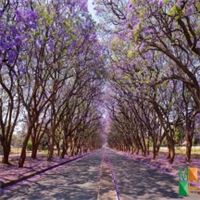 Tranh dán tường Hàn Quốc 3d khổ lớn tại Hà Nội NA - 248