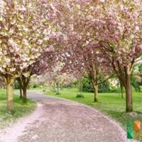 Tranh dán tường Hàn Quốc 3d khổ lớn tại Hà Nội NA - 250