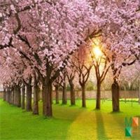 Tranh dán tường Hàn Quốc 3d khổ lớn tại Hà Nội hoa anh đào NA - 251