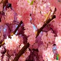 Tranh dán tường 3d đẹp cho phòng ngủ FW - 001