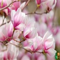 Tranh dán tường 3d đẹp cho phòng ngủ FW - 003