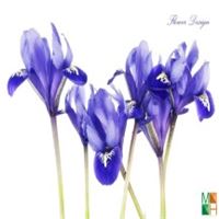 Tranh dán tường 3d đẹp cho phòng ngủ FW - 008