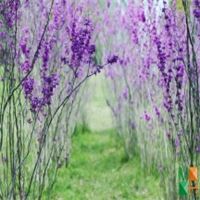 Tranh dán tường Hàn Quốc 3d khổ lớn tại Hà Nội NA - 255