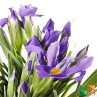 Tranh dán tường Hàn Quốc đẹp cho phòng ngủ FW - 040