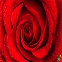 Tranh dán tường phòng ngủ Hàn Quốc đẹp FW - 044