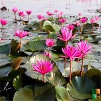 Tranh dán tường trang trí phòng ngủ FW - 084