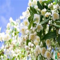 Tranh dán tường trang trí phòng ngủ FW - 090