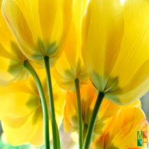 Tranh dán tường trang trí phòng ngủ FW - 097