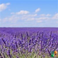 Tranh dán tường Hàn Quốc 3d khổ lớn tại Hà Nội NA - 310