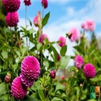 Tranh dán tường Hàn Quốc 3d khổ lớn tại Hà Nội NA - 311