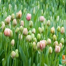 Tranh dán tường Hàn Quốc 3d khổ lớn tại Hà Nội NA - 312