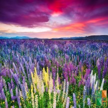 Tranh dán tường Hàn Quốc 3d khổ lớn tại Hà Nội NA - 326