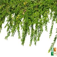 Tranh dán tường Hàn Quốc 3d khổ lớn ở Hà Nội NA - 032