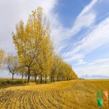 Tranh dán tường Hàn Quốc 3d khổ lớn ở Hà Nội NA - 424