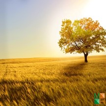 Tranh dán tường Hàn Quốc 3d khổ lớn ở Hà Nội NA - 427