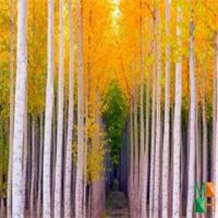 Tranh dán tường Hàn Quốc 3d khổ lớn ở Hà Nội NA - 428