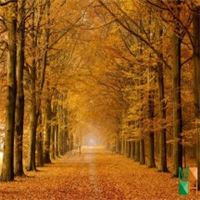 Tranh dán tường Hàn Quốc 3d khổ lớn ở Hà Nội NA - 429