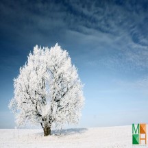  Tranh dán tường Hàn Quốc 3d khổ lớn ở Hà Nội NA - 435