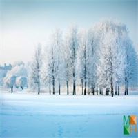 Tranh dán tường Hàn Quốc 3d khổ lớn ở Hà Nội NA - 440