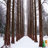 Tranh dán tường Hàn Quốc 3d khổ lớn ở Hà Nội NA - 442