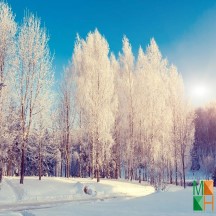  Tranh dán tường Hàn Quốc 3d khổ lớn ở Hà Nội NA - 447