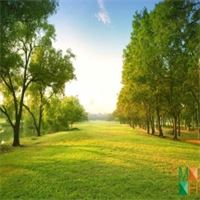 Tranh dán tường Hàn Quốc 3d khổ lớn ở Hà Nội NA - 455