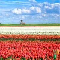 Tranh dán tường Hàn Quốc 3d khổ lớn ở Hà Nội NA - 460