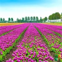 Tranh dán tường Hàn Quốc 3d khổ lớn ở Hà Nội NA - 465