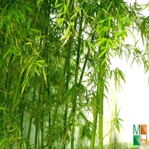  Tranh dán tường Hàn Quốc 3d khổ lớn tại Hà Nội NA - 066