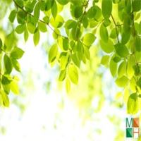 Tranh dán tường Hàn Quốc 3d khổ lớn tại Hà Nội NA - 081