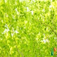 Tranh dán tường Hàn Quốc 3d khổ lớn tại Hà Nội NA - 082