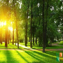  Tranh dán tường Hàn Quốc 3d khổ lớn tại Hà Nội NA - 122