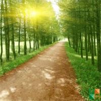 Tranh dán tường Hàn Quốc 3d khổ lớn tại Hà Nội NA - 133