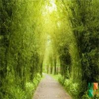 Tranh dán tường Hàn Quốc 3d khổ lớn tại Hà Nội NA - 147