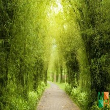 Tranh dán tường Hàn Quốc 3d khổ lớn tại Hà Nội NA - 147