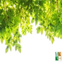 Tranh dán tường cho phòng khách đẹp tại Hà Nội NA - 069