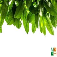 Tranh dán tường cho phòng khách đẹp tại Hà Nội NA - 071