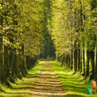 Tranh dán tường Hàn Quốc 3d khổ lớn tại Hà Nội NA - 156