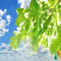 Tranh dán tường cho phòng khách đẹp tại Hà Nội NA - 073