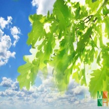  Tranh dán tường cho phòng khách đẹp tại Hà Nội NA - 073