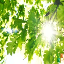  Tranh dán tường cho phòng khách đẹp tại Hà Nội NA - 075