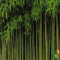 Tranh dán tường cho phòng khách đẹp tại Hà Nội NA - 106