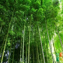 Tranh dán tường cho phòng khách đẹp tại Hà Nội NA - 107