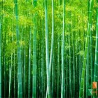 Tranh dán tường cho phòng khách đẹp tại Hà Nội NA - 108