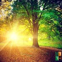 Tranh dán tường Hàn Quốc 3d khổ lớn tại Hà Nội NA - 158