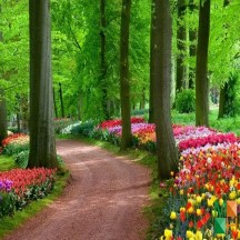 Tranh dán tường cho phòng khách đẹp tại Hà Nội NA - 221