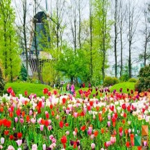 Tranh dán tường cho phòng khách đẹp tại Hà Nội NA - 246