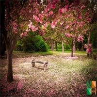 Tranh dán tường cho phòng khách đẹp tại Hà Nội NA - 247